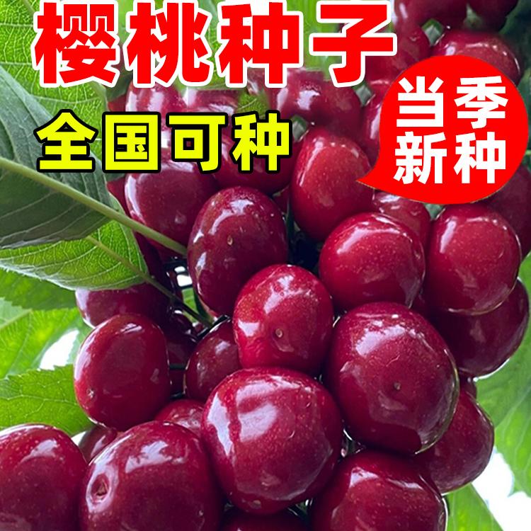 樱桃种子优质山樱桃种子果树种子毛樱桃种子车厘子种子大樱桃种籽