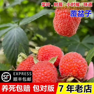 野生掌叶覆盆子树苗山炮儿果苗盆栽地栽四季红树莓苗南方北方种植