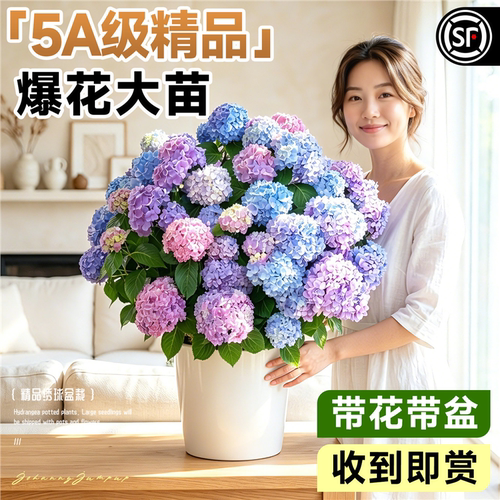 绣球花盆栽带老桩无尽夏苗