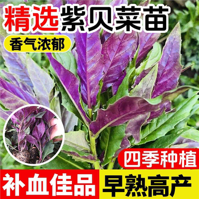 紫背菜苗天葵红凤然观音种