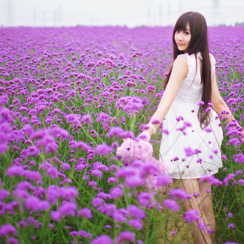 柳叶马鞭草种子多年生宿根草花种子景观绿化花海婚纱摄影观花种子