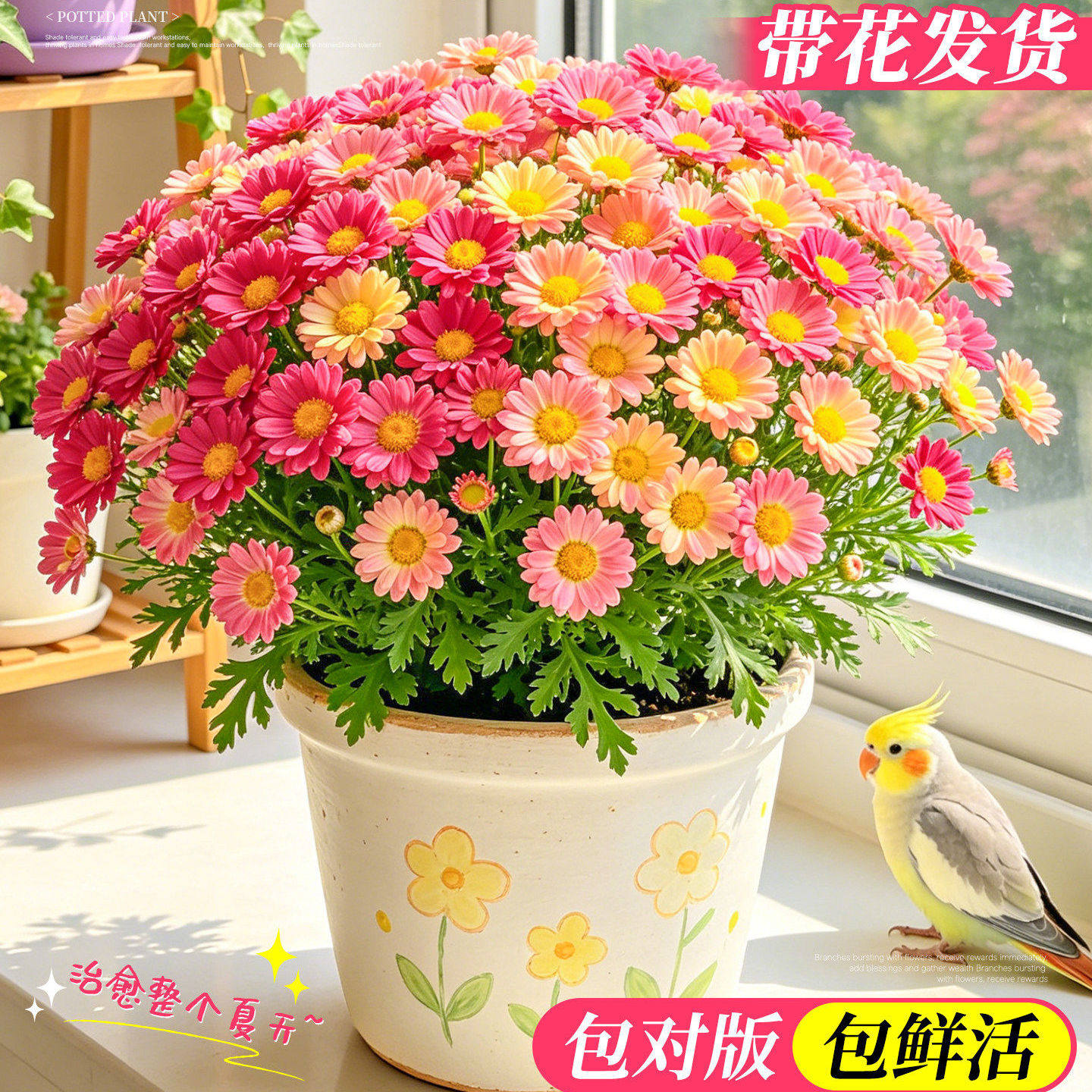 糖果玛格丽特带花盆栽室内阳台庭院小雏菊开花爆盆花卉四季好养活