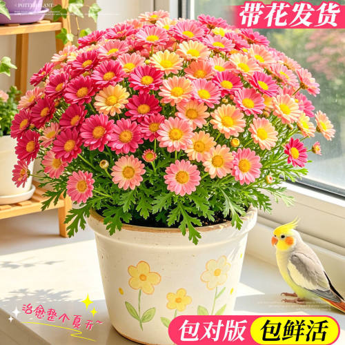 糖果玛格丽特带花盆栽室内阳台庭院小雏菊开花爆盆花卉四季好养活