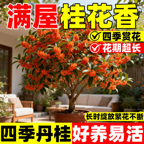 桂花树苗大树四季桂南北方种植室外庭院别墅地栽金桂丹桂开花植物