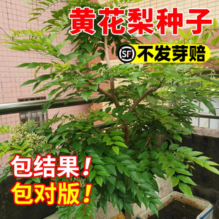 黄花梨种子籽正宗海南黄花梨树种子黄檀树种籽花梨木降香木香红木