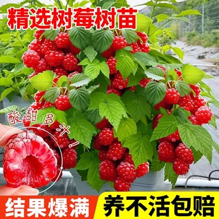 树莓苗红黑树莓果苗当年结果盆栽矮化树莓庭院地栽南北方种包成活