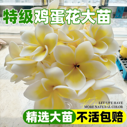 鸡蛋花树盆栽白边黄心苗红