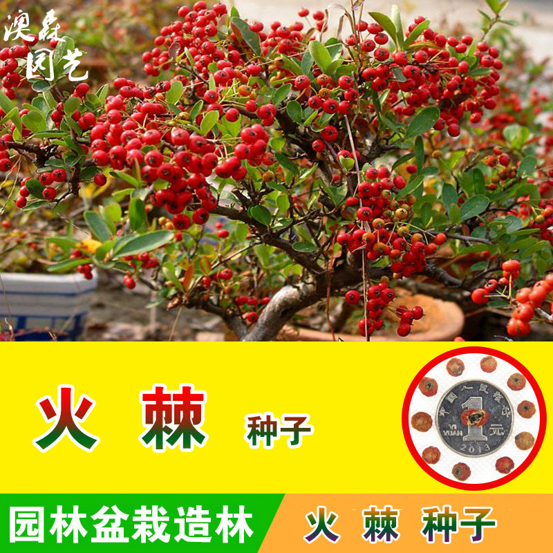 火棘种子火把果种籽救军粮红子刺吉祥果盆栽篱笆园林阳台四季长青
