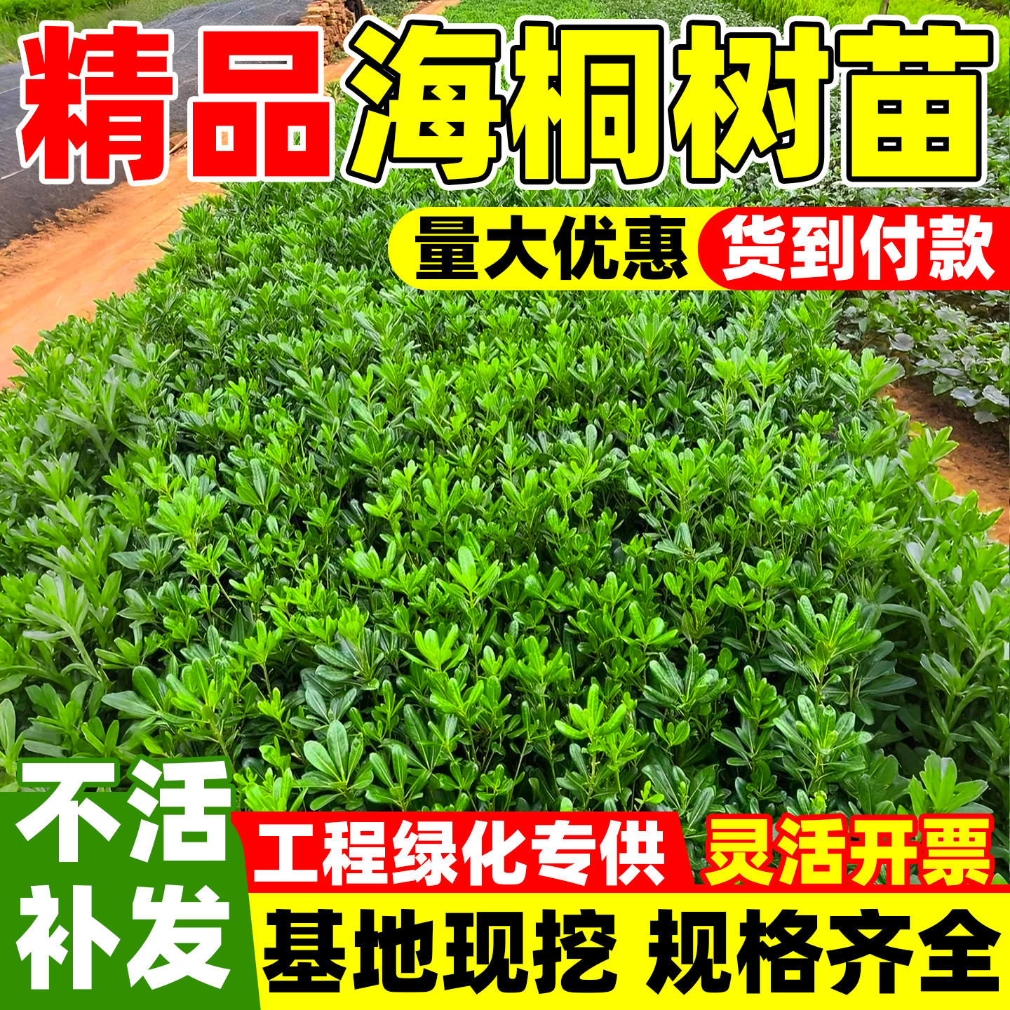 海桐树苗四季常青庭院绿化气味芳香海桐球耐寒植物行道围墙绿篱苗