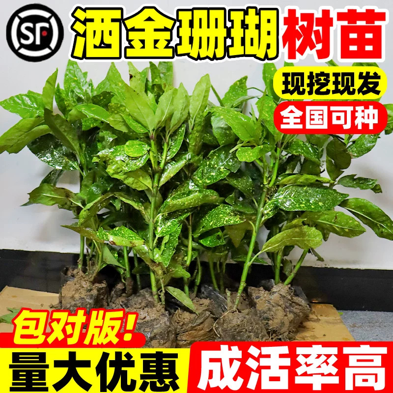 洒金珊瑚树苗四季常青室内外盆栽庭院耐阴观叶植物南北方种植花卉图片