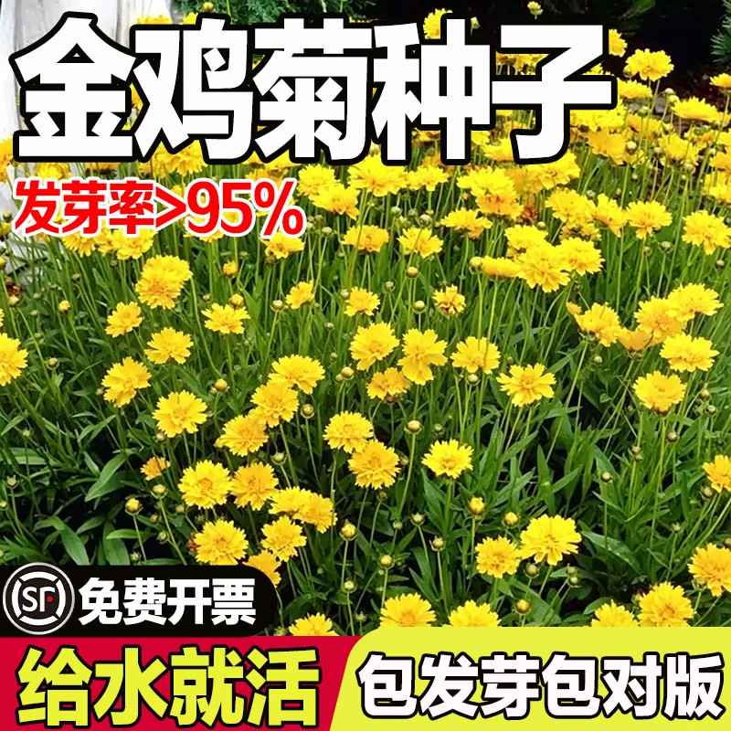 大花金鸡菊花种孑多年生波斯菊百日草花籽景观四季播种开花种籽子