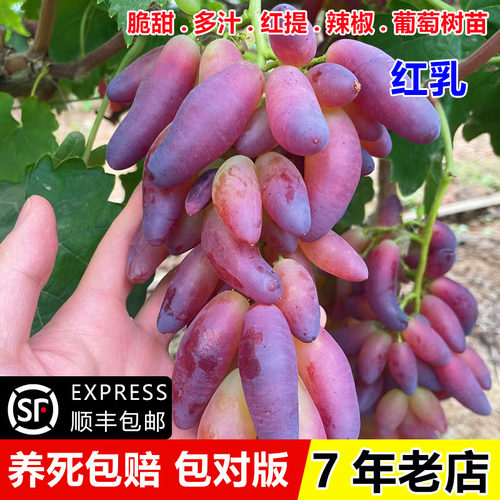 葡萄树苖嫁接红乳葡萄苗盆栽庭院爬藤美人指红提果树苗南北方种植