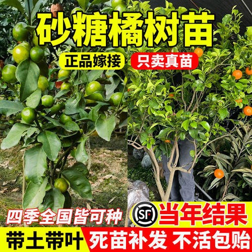 沙糖桔树苗地栽盆南方北种