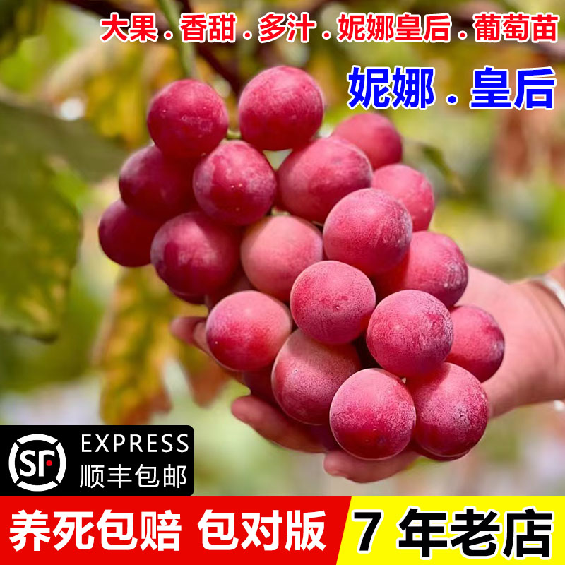 嫁接妮娜皇后葡萄树苖盆栽庭院爬藤妮娜公主无籽葡萄苗南北方种植