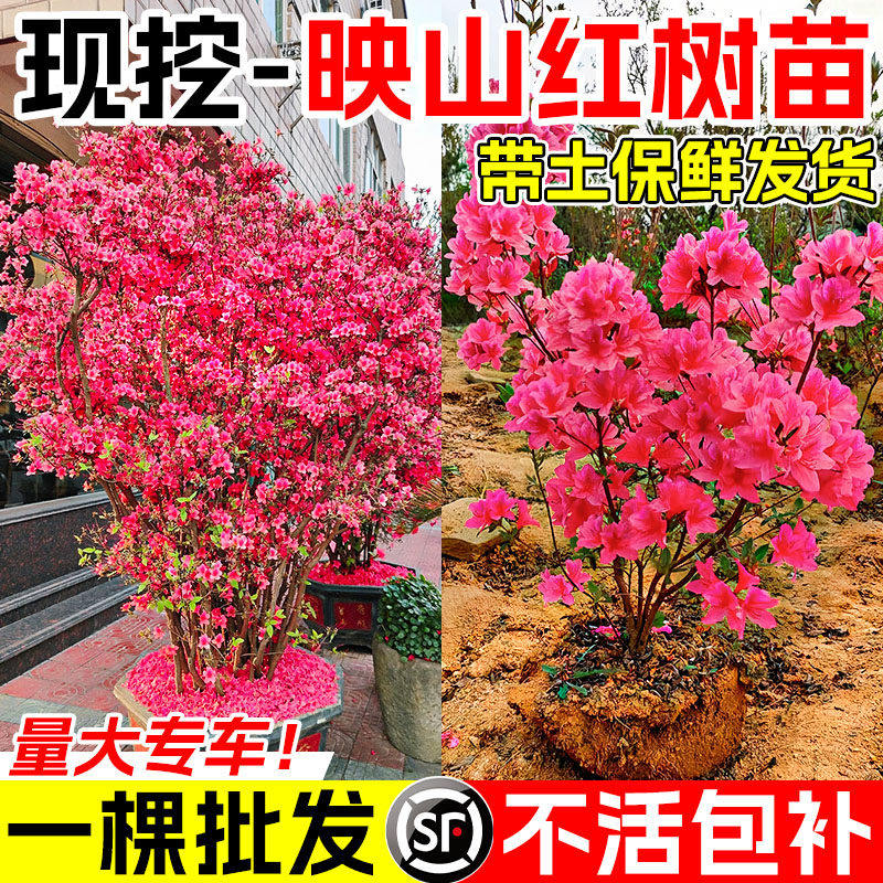 映山红树苗老桩盆栽当年开图片