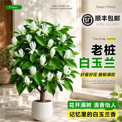 白兰花盆栽带苞玉树苗黄浓
