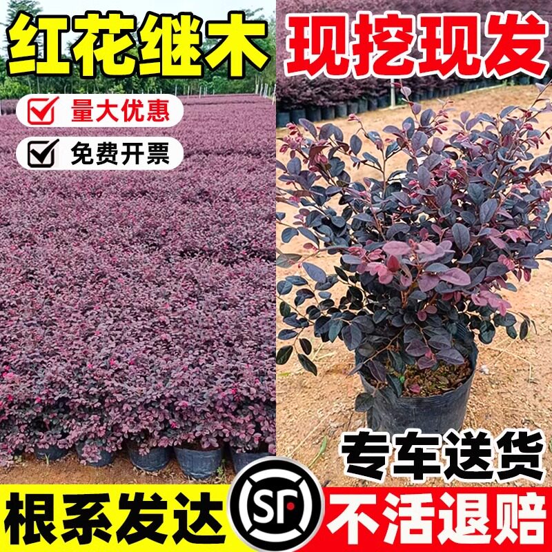 红花继木苗耐寒植物庭院红檵木树苗四季园林绿化红叶彩色盆景球桩