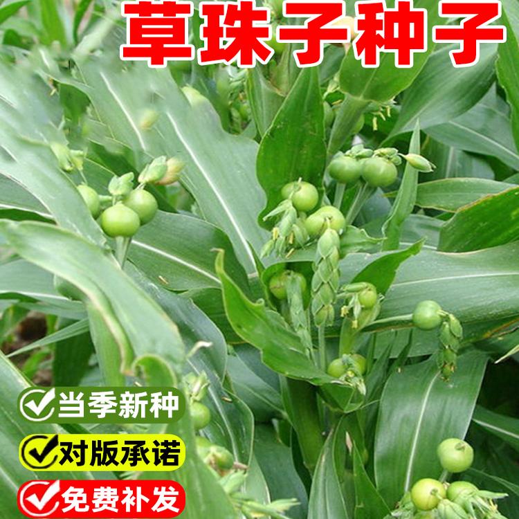 草珠子种子草菩提子串珠子门多年生草本庭院绿化种植观赏花卉种子