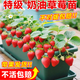 草莓苗秧盆栽奶油四季结果脱毒优质玄玉草莓新苗特大号批发果树苗
