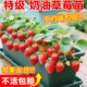 草莓苗秧盆栽奶油四季 结果脱毒优质玄玉草莓新苗特大号批发果树苗