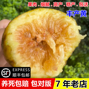 特大糖心无花果苗阳台室内盆栽地栽丰产黄无花果树苗南方北方种植