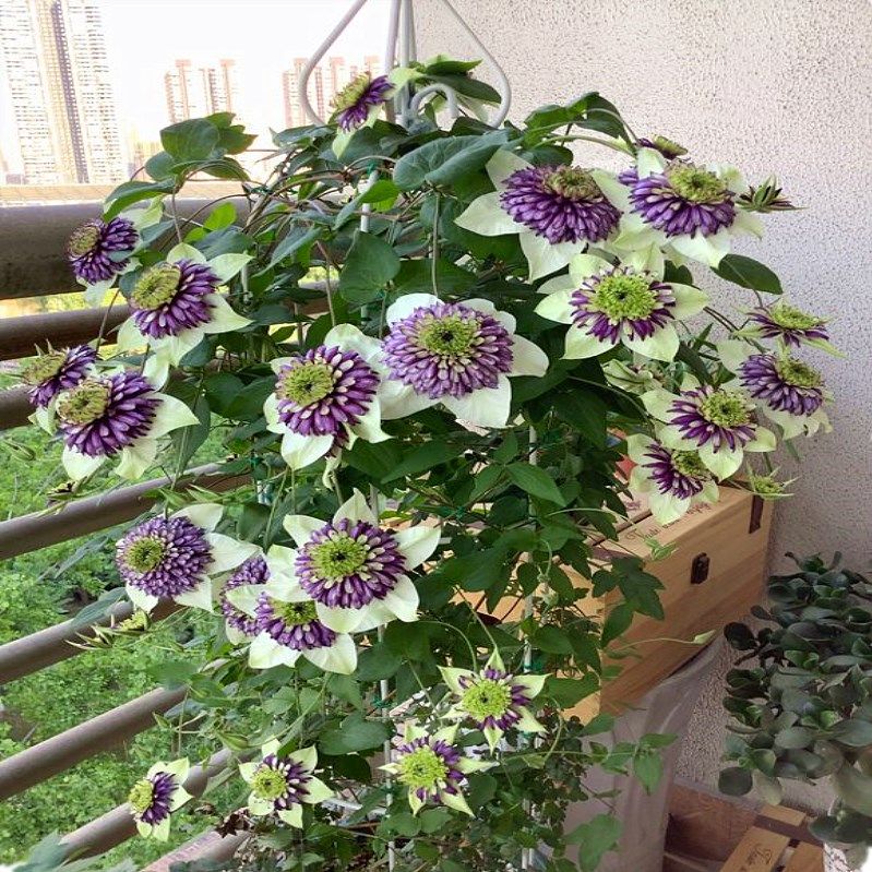 铁线莲爬藤花卉植物大小苗耐寒庭院新幻紫多蓝银币啤酒蜜蜂之恋