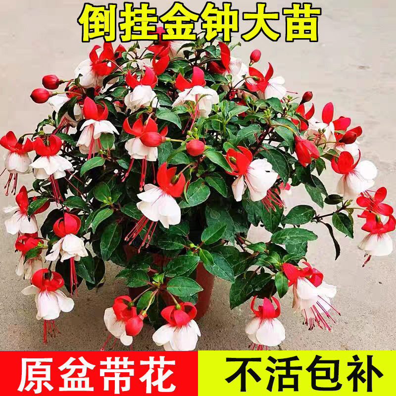 倒挂金钟花苗宝莲灯盆栽带图片