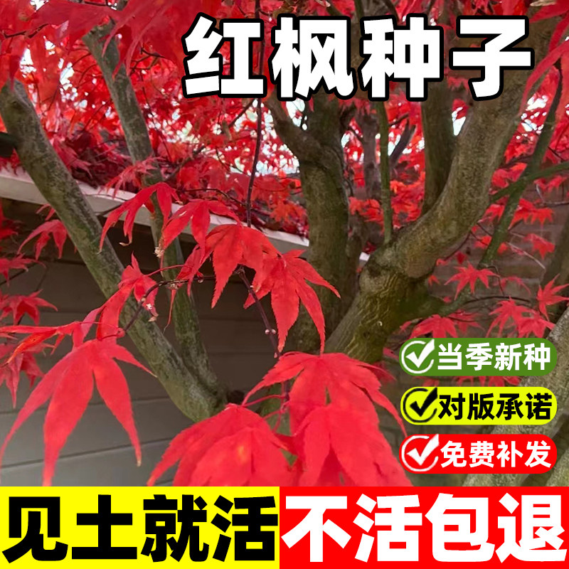 红枫树种子正宗美国红枫种子枫叶鲜红四季种易活庭院护坡灌木种子图片