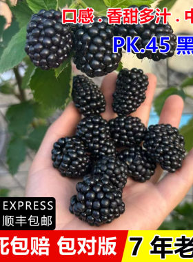 双季pk45黑莓苗盆栽黑莓树苗南北方种植浆果覆盆子无刺黑树莓果苗