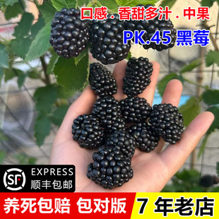 双季pk45黑莓苗盆栽黑莓树苗南北方种植浆果覆盆子无刺黑树莓果苗
