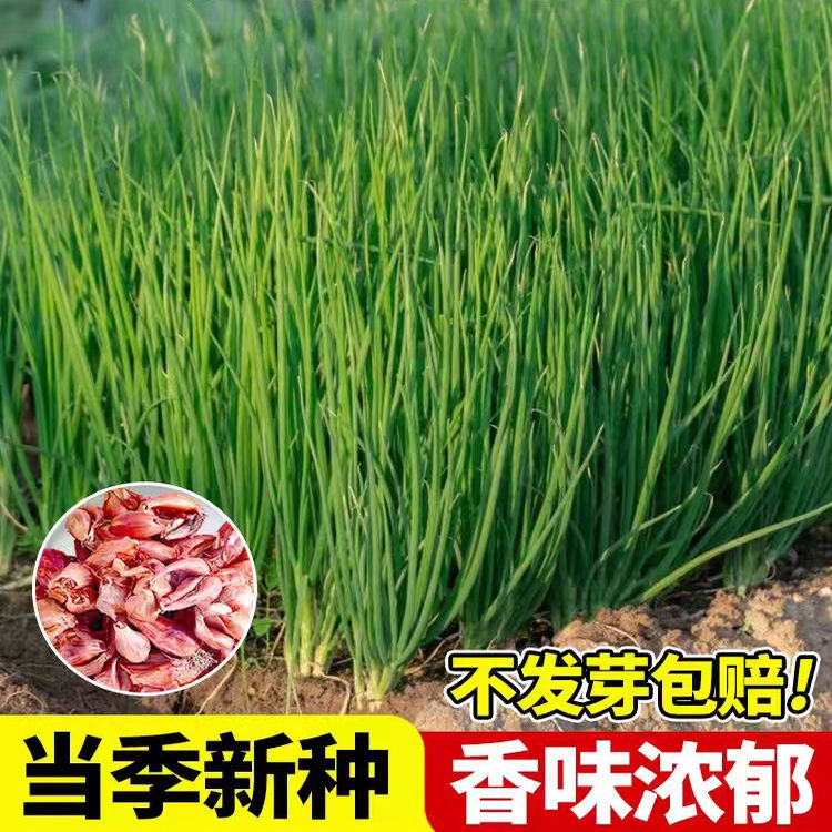 红根小香葱种子红葱头小香葱籽葱头葱种籽四季盆栽菜蔬菜种孑菜籽