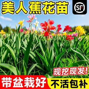 美人蕉花苗好养种球类水培室外庭院花卉花苗多年生四季开观花植物