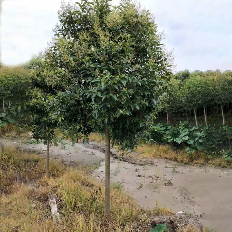 大叶女贞树苗大树高杆大叶女贞小苗庭院绿化南北方种植四季常青