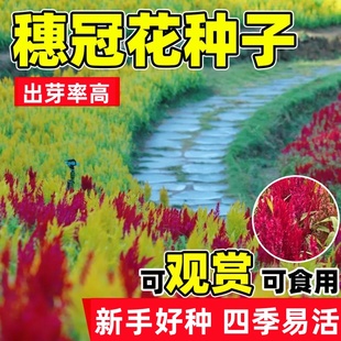 穗冠花种子四季易活开花鸡冠花种籽庭院阳台耐热耐寒盆栽鸡公花苗