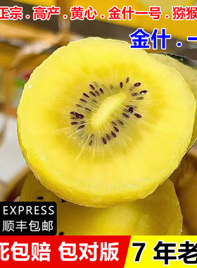 嫁接黄心金什一号猕猴桃苗爬藤奇异果金实四号猕猴桃苗南北方种植