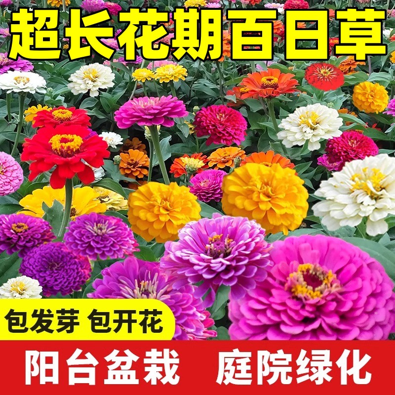 百日草花籽四季百日菊开花种子庭院阳台盆栽野花组合花卉花种籽子