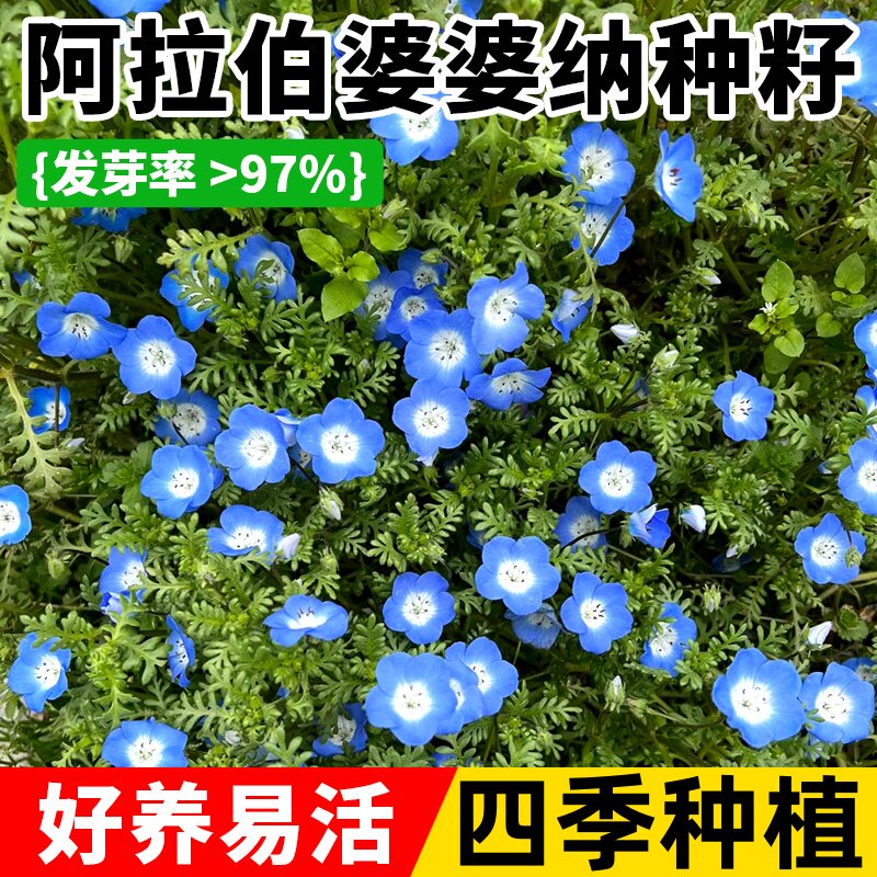 婆婆纳种子阿拉伯蓝色精灵盆栽花籽四季种植开花室外庭院易活花苗