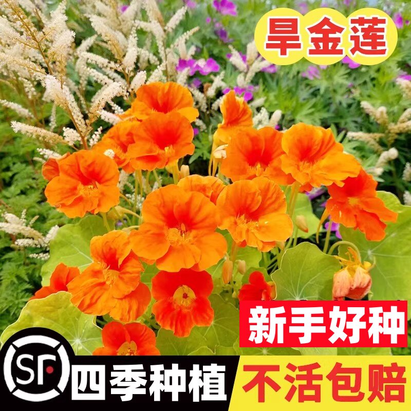 旱金莲种子子易种室内阳台爬藤金莲花庭院旱荷花花籽花卉种子