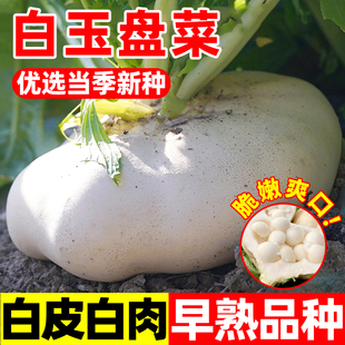 盘菜种子白玉盘盘菜菜种籽芥菜腌菜盘菜头种子春季四季播蔬菜种孑