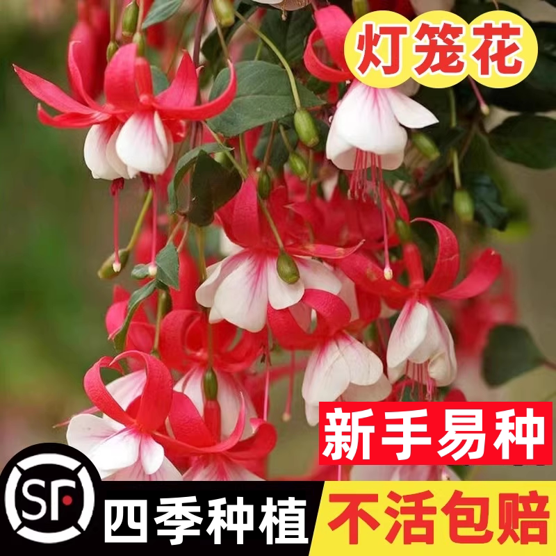 灯笼花种子垂丝灯笼花籽四季种植开花爬藤垂吊花卉阳台庭院易活苗