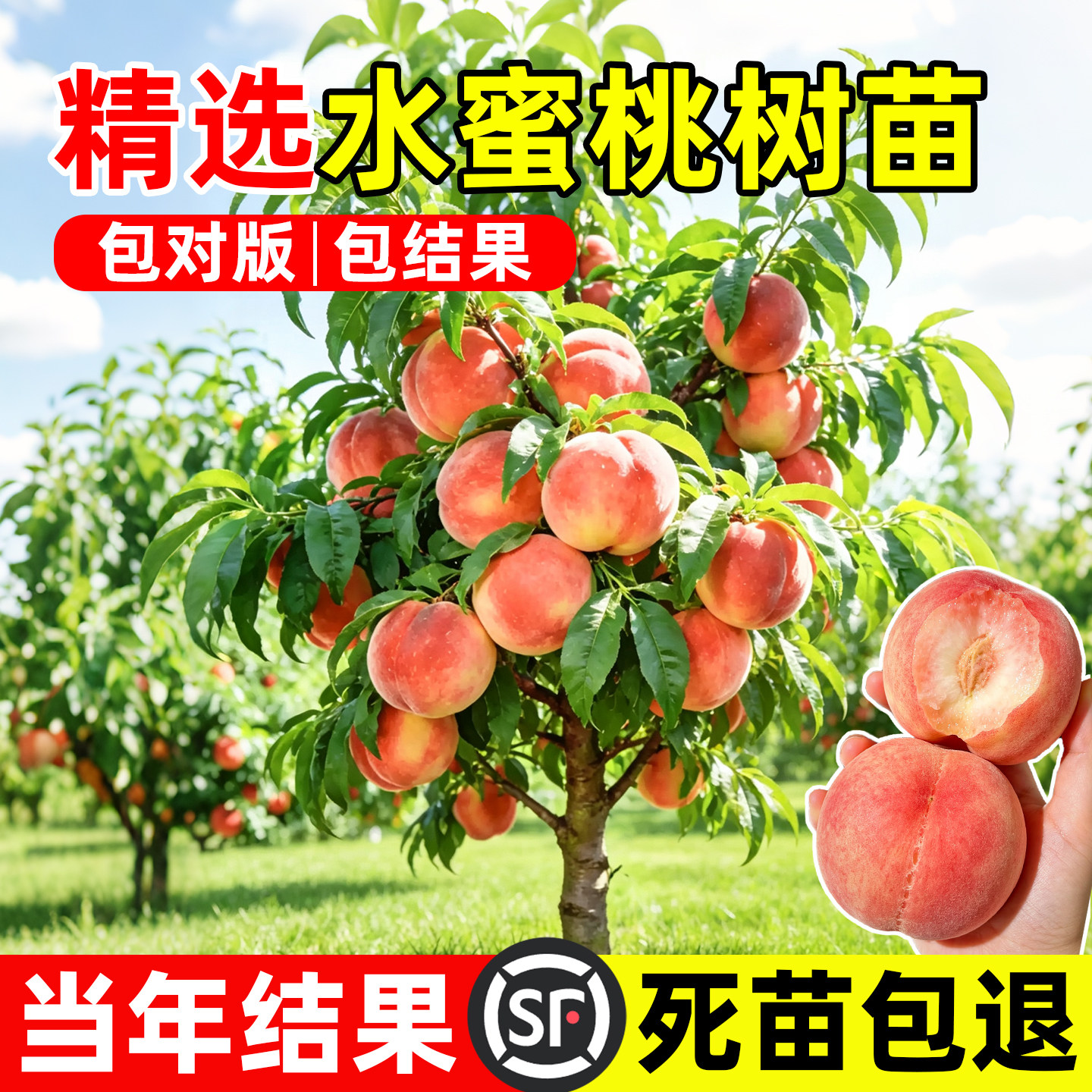 水蜜桃树果苗当年结早熟黄图片