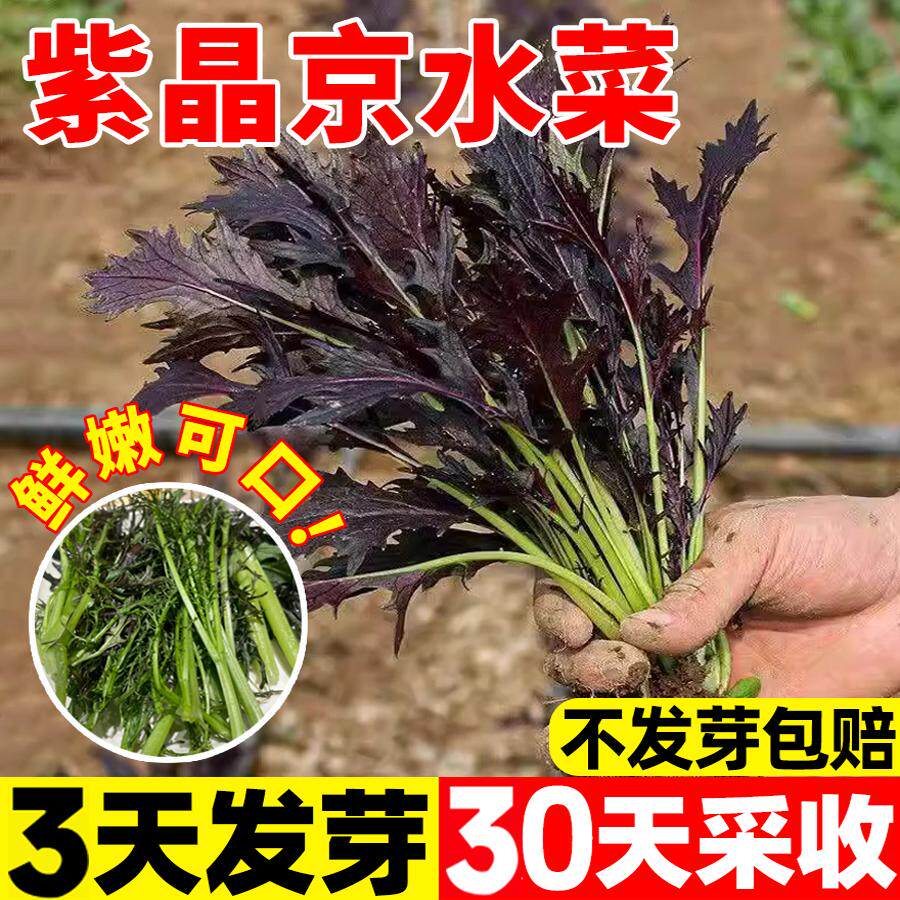 京水菜紫晶京水菜种子四季雪里蕻种子菜蔬菜孑营养秋冬季紫色蔬菜