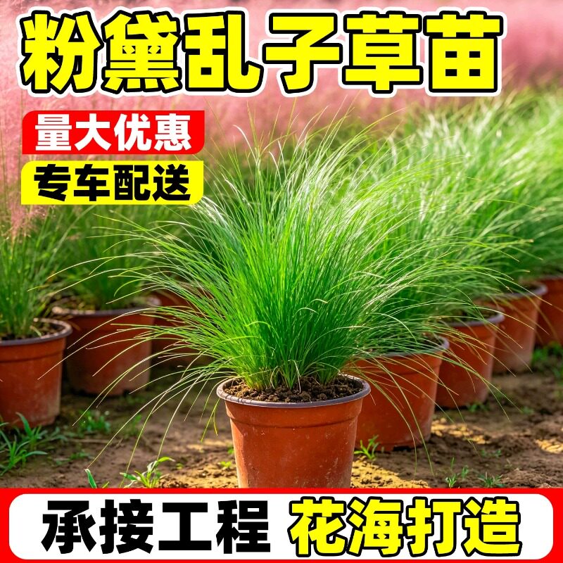 粉黛乱子草苗好养耐旱园林观赏草景观工程多年生草本庭院绿化花苗