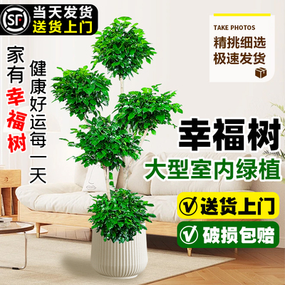 幸福树客厅盆栽大型老桩绿植办公室内平安树吸甲醛植物四季好养活