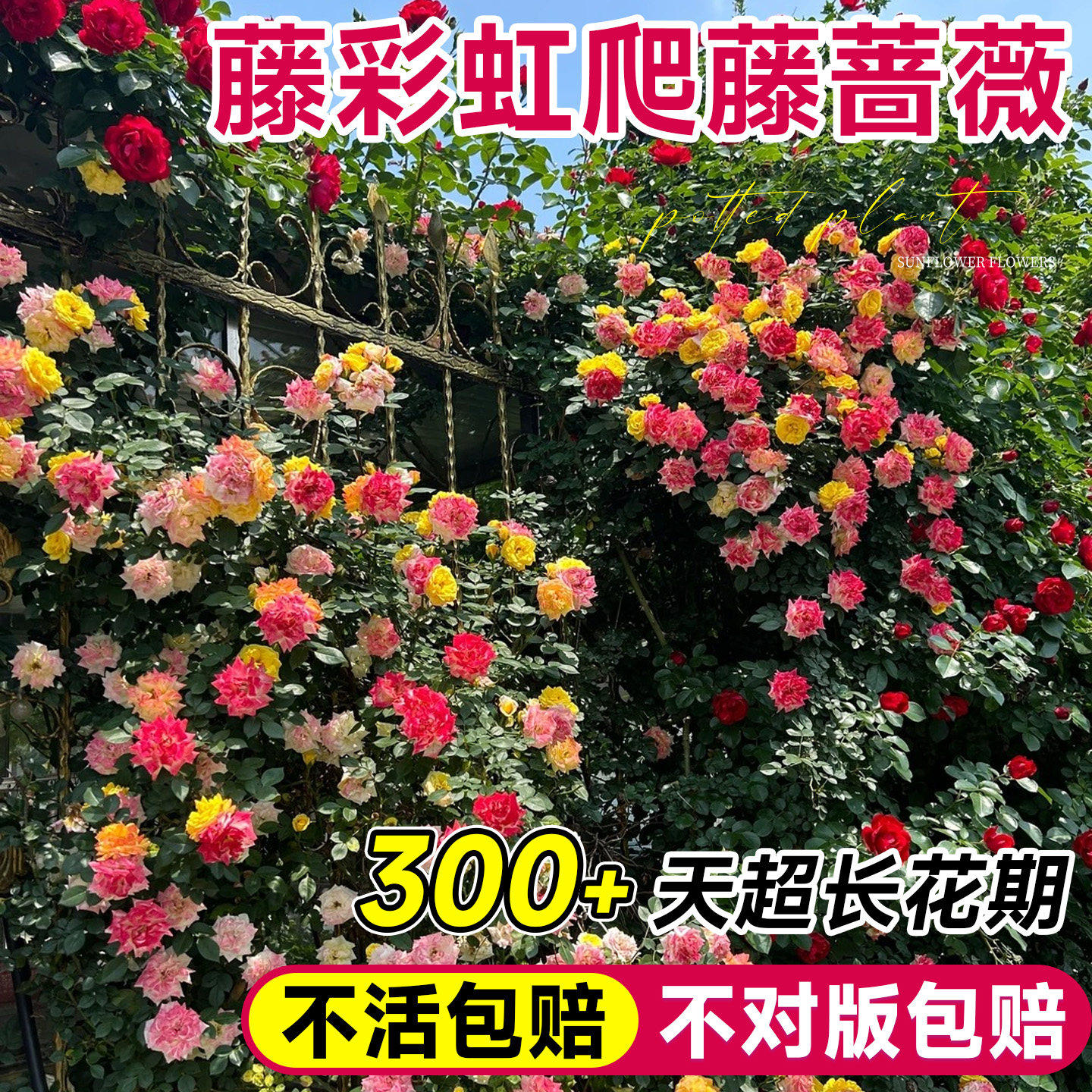 藤彩虹蔷薇花苗本月季爬植图片