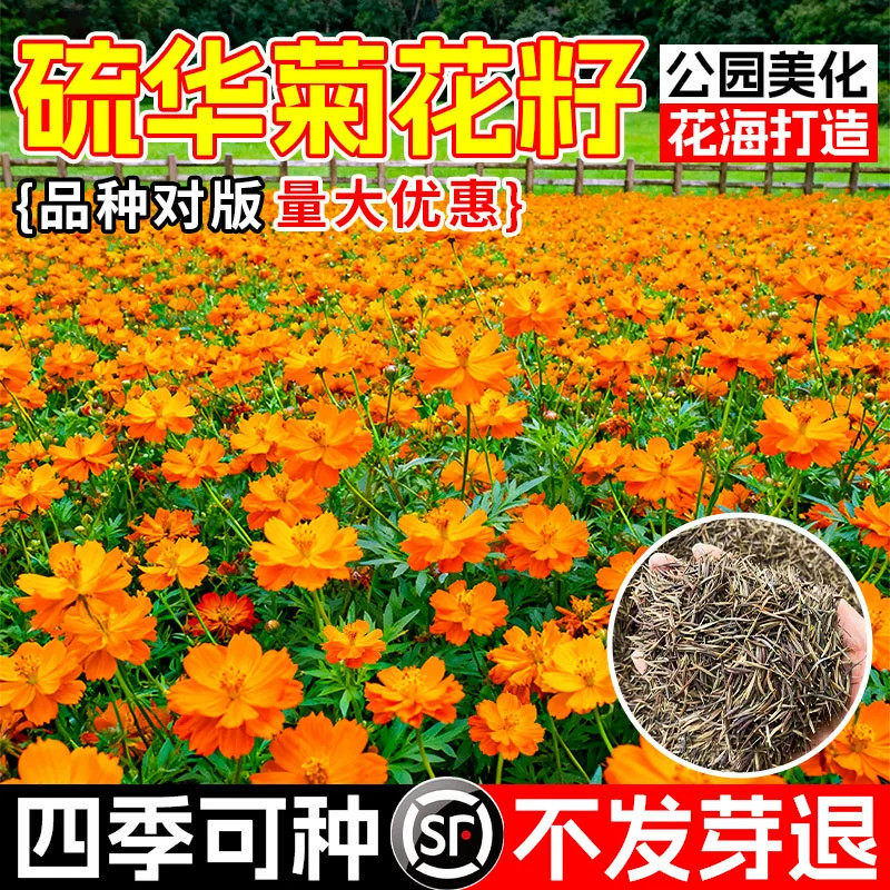 硫化菊花籽波斯菊黄秋英硫华菊花籽四季播种开花易种活耐贫瘠种籽