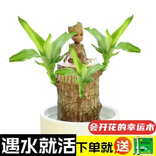巴西木水养幸运木开花绿植室内盆栽水培植物格鲁特小树人四季带芽