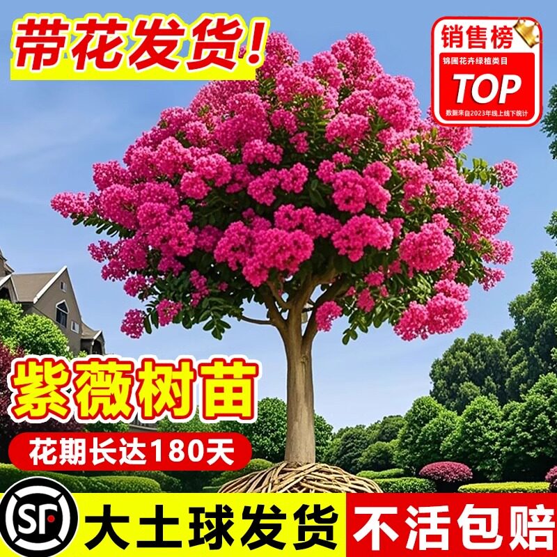 紫薇花树苗庭院大型老桩别墅室外道路绿化植物百日红花卉风景大树