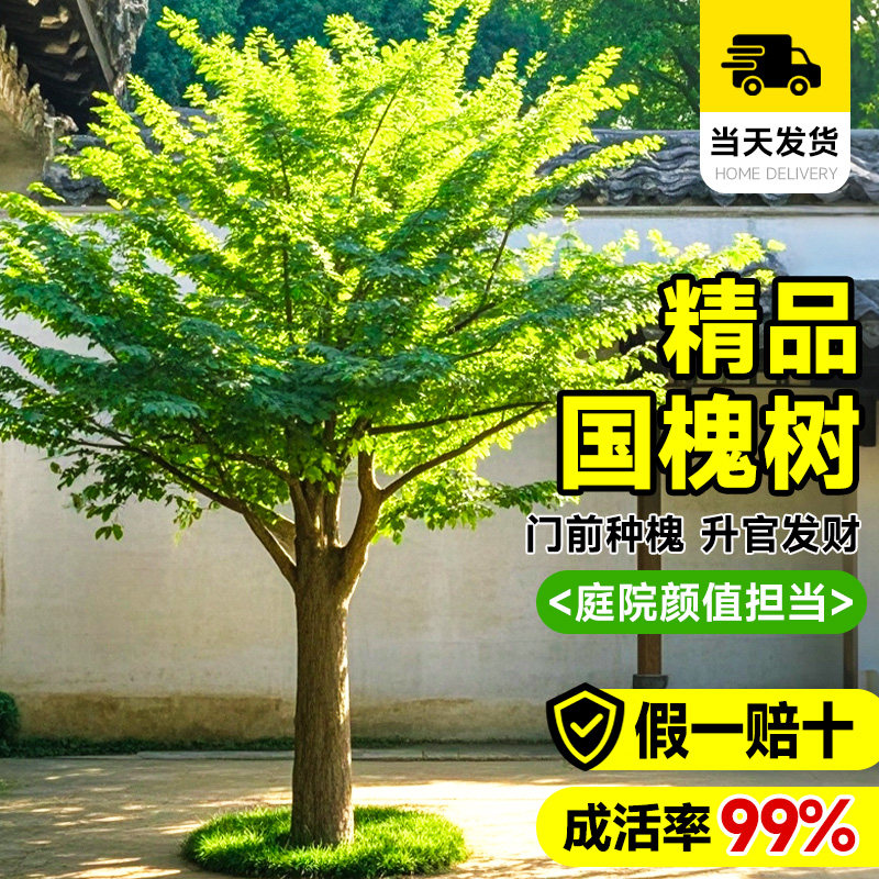 国槐树苗大树绿化速生国槐苗小苗南北方种植行道树庭院道路风景树