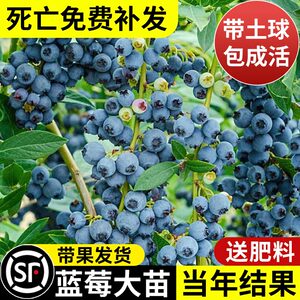 蓝莓苗盆栽蓝莓树果苗北方南方种植四季果树薄雾兔眼特大阳台带果